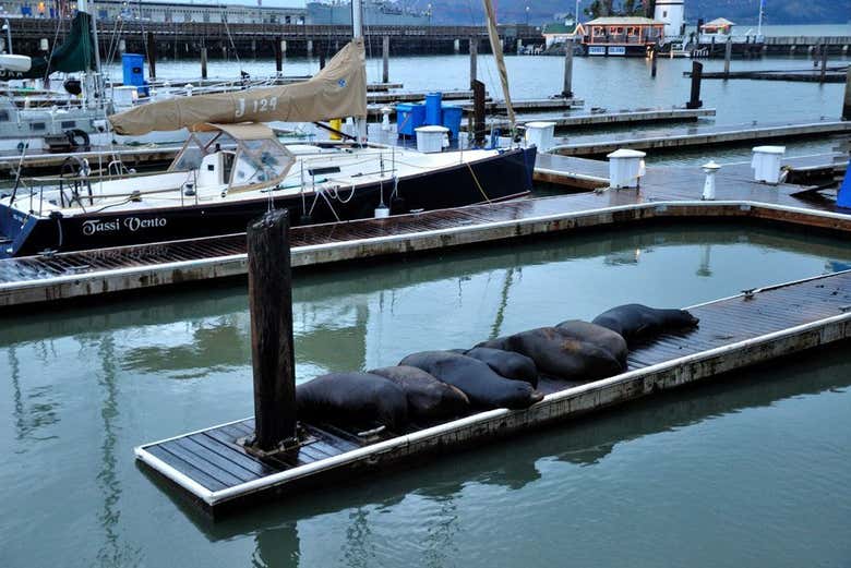 Des lions marins dans Fisherman's Wharf
