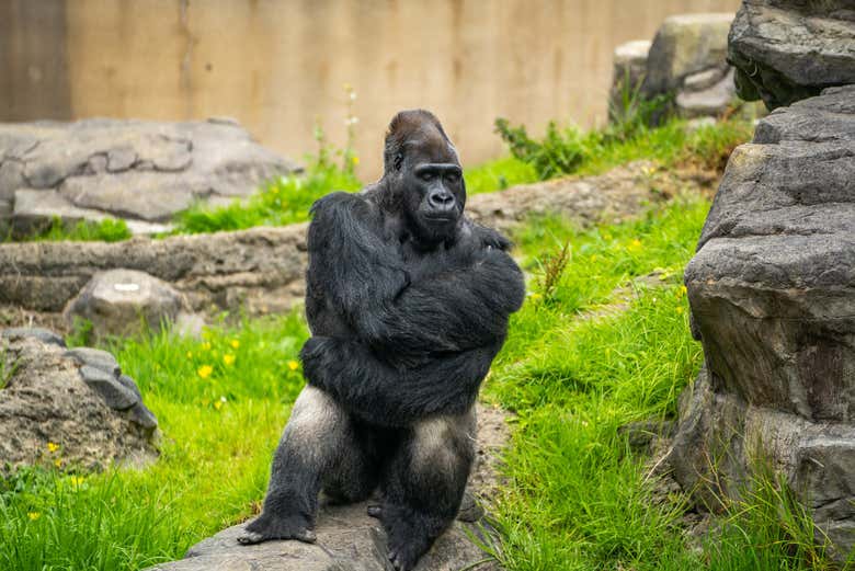 Contemplez un gorille