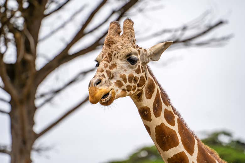 Une des girafes du zoo de San Francisco
