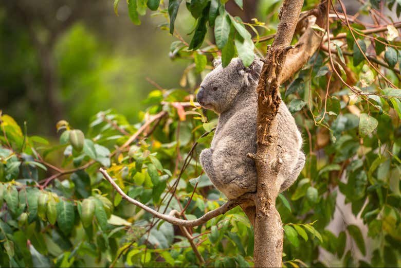 Un koala se reposant dans les branches d'un arbre