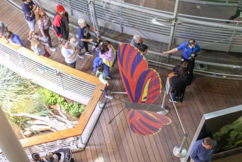 Butterfly exhibit at the California Academy of Sciences