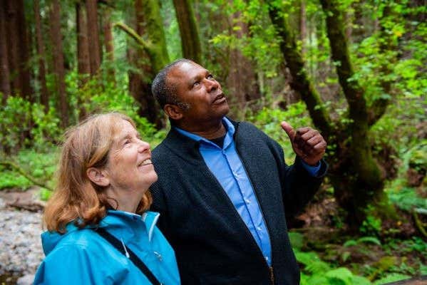 Admirez les séquoias