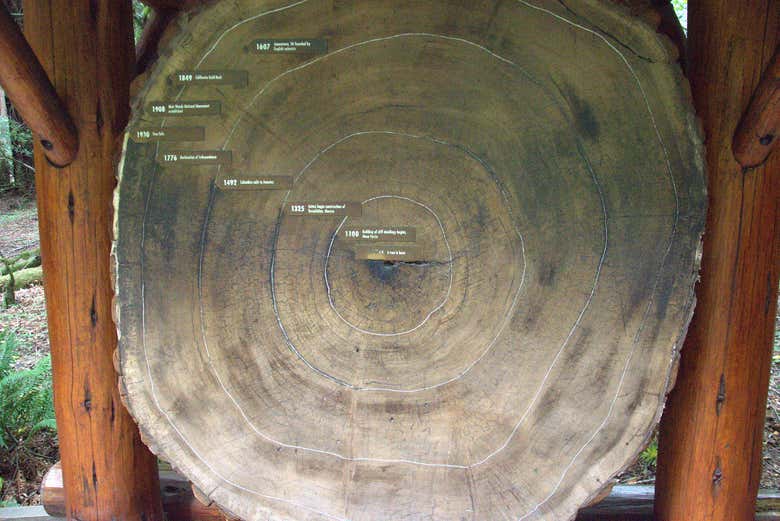 Dimensiones de la secuoya