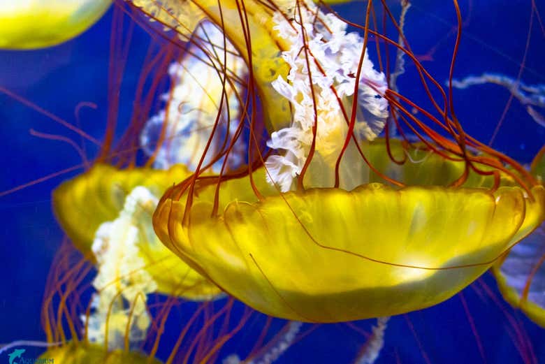 Un grupo de medusas en el Aquarium of the Bay