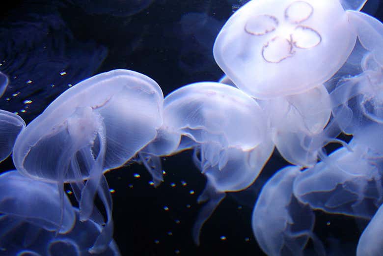 Galerías dedicadas a medusas fluorescentes