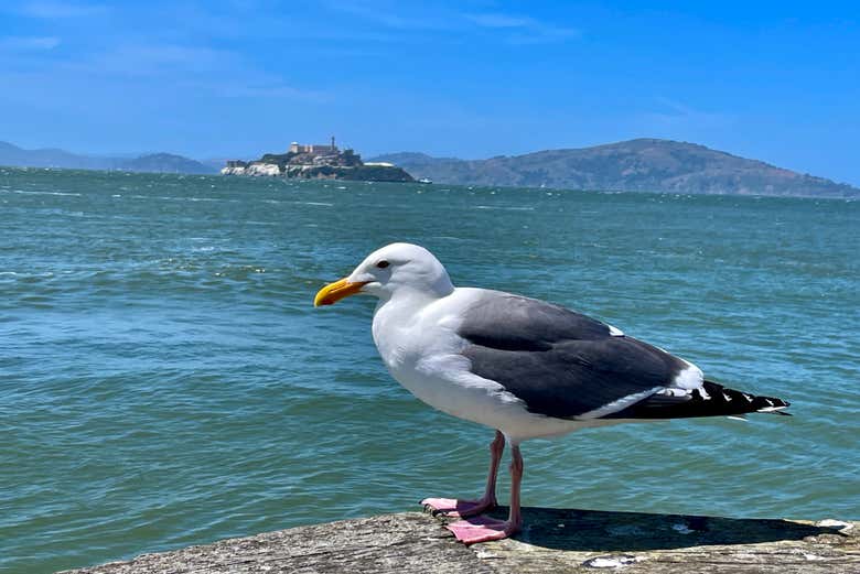 Mouette en bord de mer à San Francisco