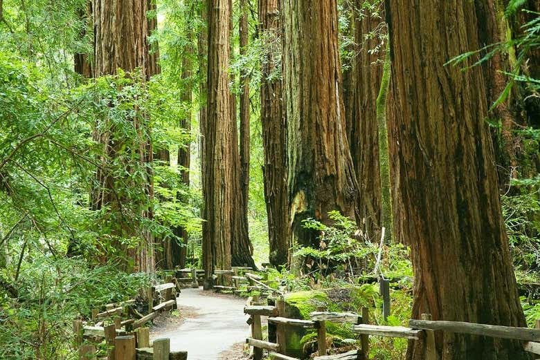 Exploring Muir Woods