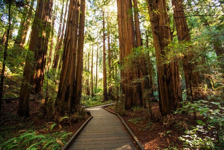 Step into the impressive Muir Woods