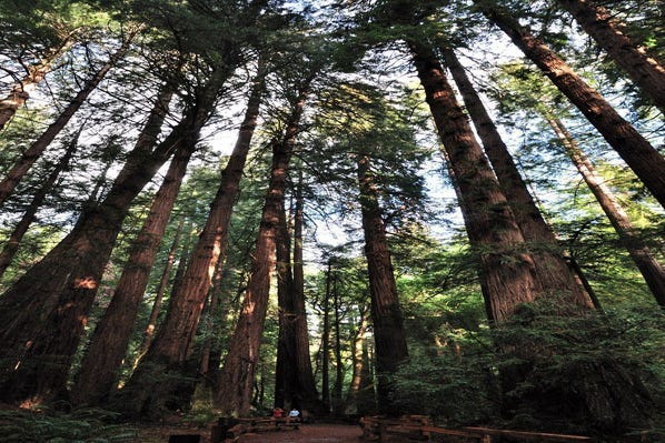 Secuoyas gigantes en el Parque Muir Woods