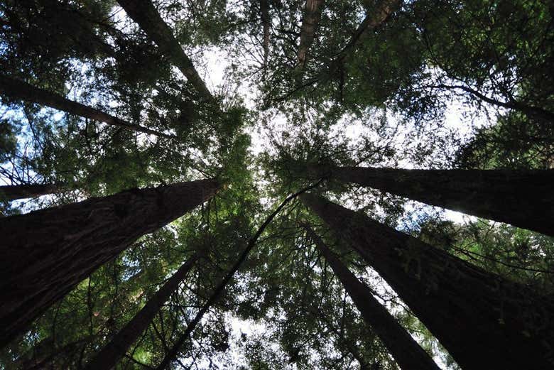 Muir Woods