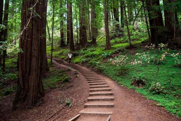 Muir Woods