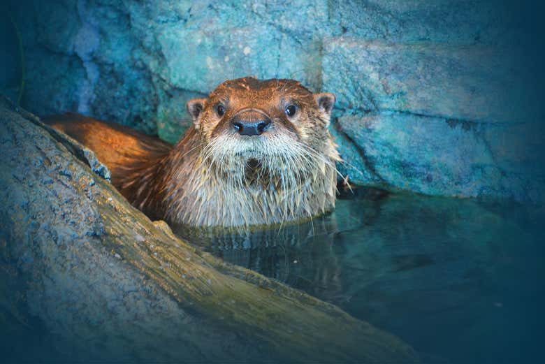 Descubriendo la fauna marina del Aquarium of the Bay