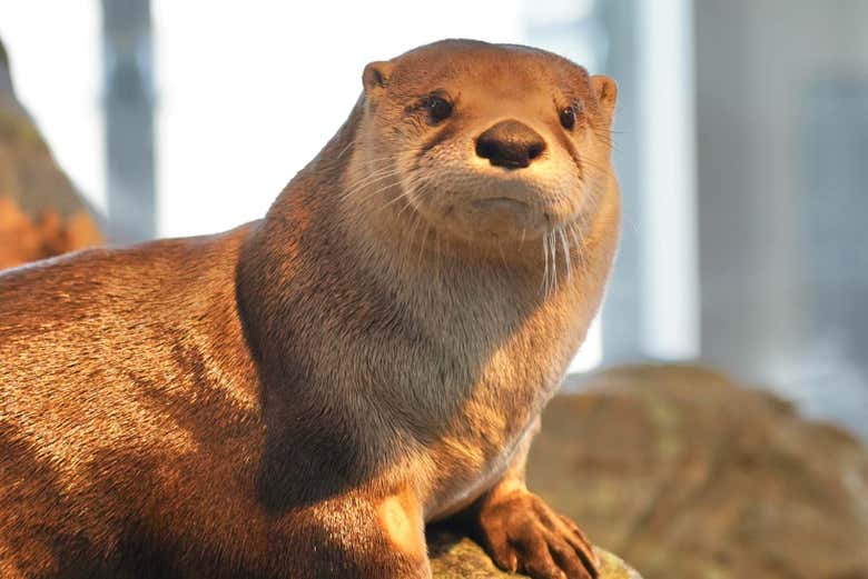 Admirando la fauna marina