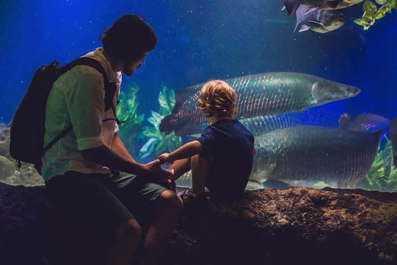 Contemplando la fauna marina del Aquarium of the Bay