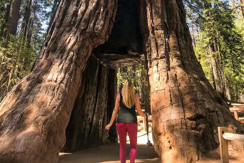 Pasando bajo una secuoya gigante