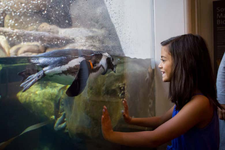 Meeting a penguin at the museum