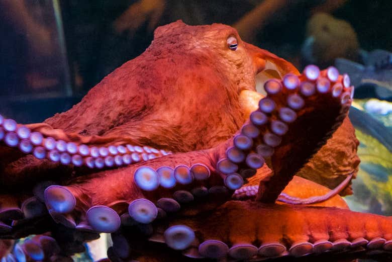 Contemplando uno de los pulpos del Aquarium of the Bay