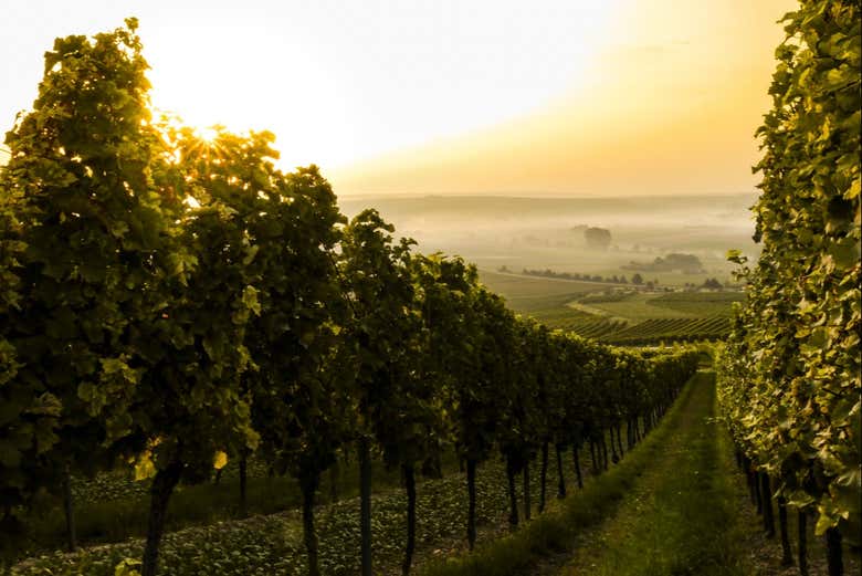 Vinyard at sunset