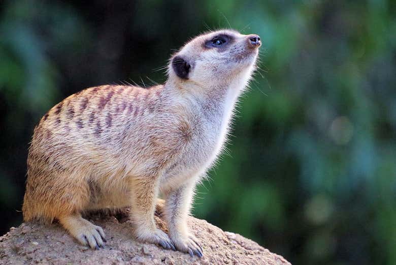 Un petit suricate 