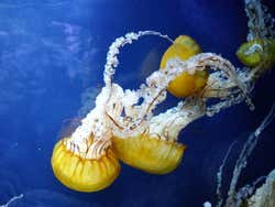 Acuario de la Bahia, medusas