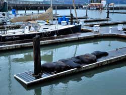 Fisherman's Wharf, sea lions
