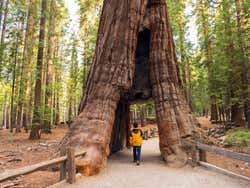 Trees at Yosemite