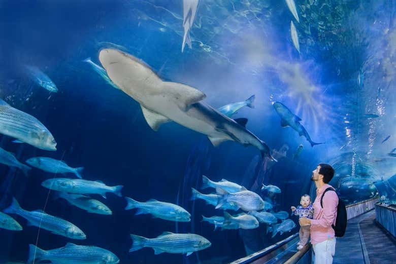 Contemplando un tiburón toro en el Aquarium of the Bay