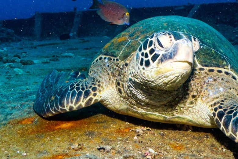 Una tortuga marina
