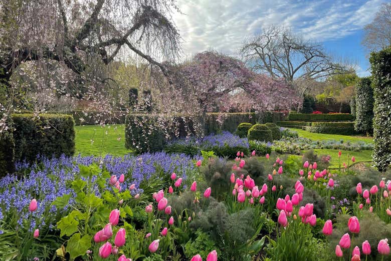 Tulips in Filoli Garden