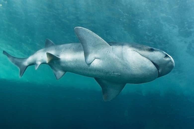 See sharks at the aquarium