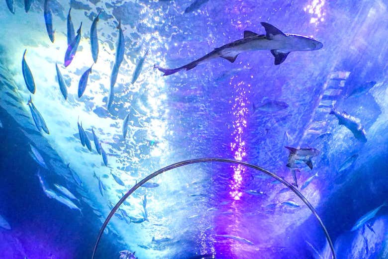 Atravesando el túnel de los tiburones 