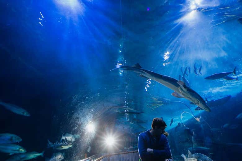 Túneles submarinos acrílicos, de más de 90 metros de longitud