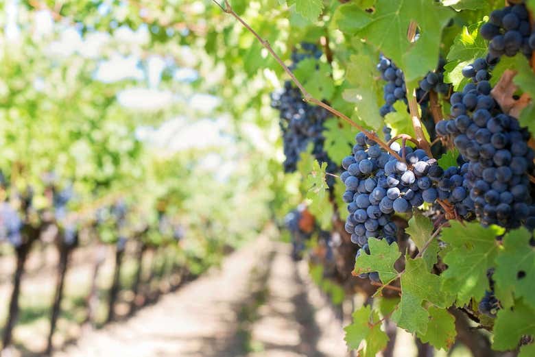 Uvas de Napa Valley