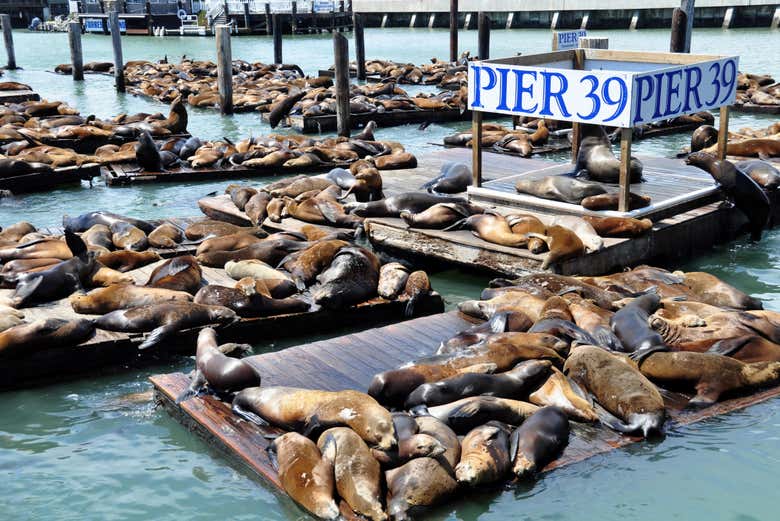 Veréis los famosos leones marinos del Pier 39