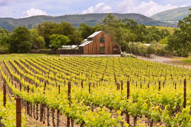 Vineyard in Napa Valley