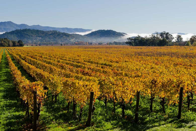 Vigneti di Napa Valley