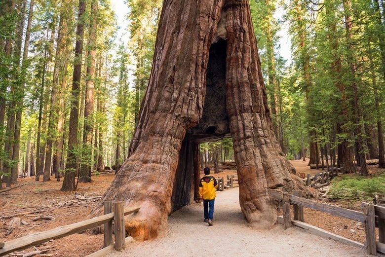 Le sequoie giganti dello Yosemite