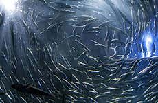 Acuario de la Bahía