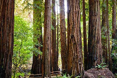 Muir Woods