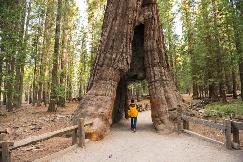 Tuolumne Grove et ses séquoias géants