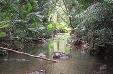 Bosque Carite Rainforest Tour
