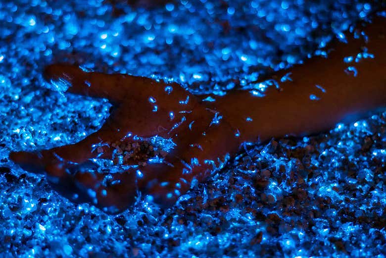 La bioluminiscencia de la Laguna Grande