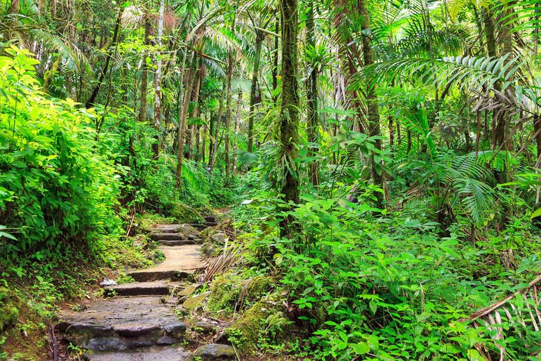 En el Bosque El Yunque