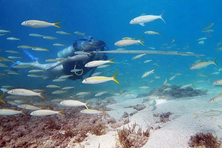 Mergulhando entre peixes em San Juan