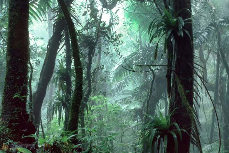 Immerse yourself in the dense vegetation of the forest
