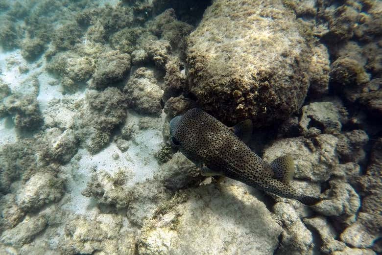 Fauna marinha de San Juan