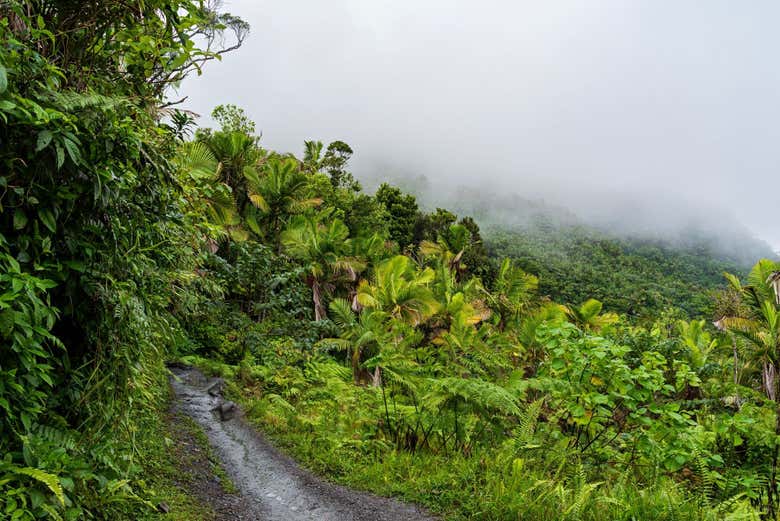 Walk through lush trails