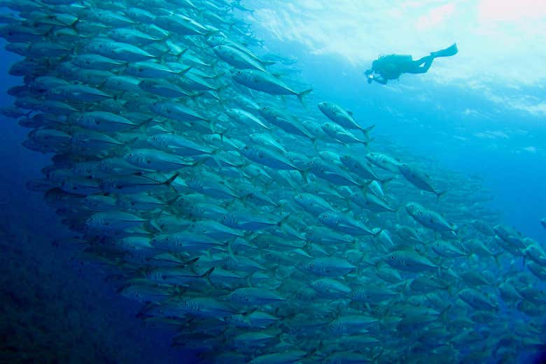Snorkel em San Juan