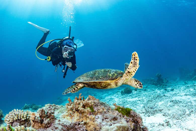 Tirando foto de uma tartaruga-marinha durante um mergulho