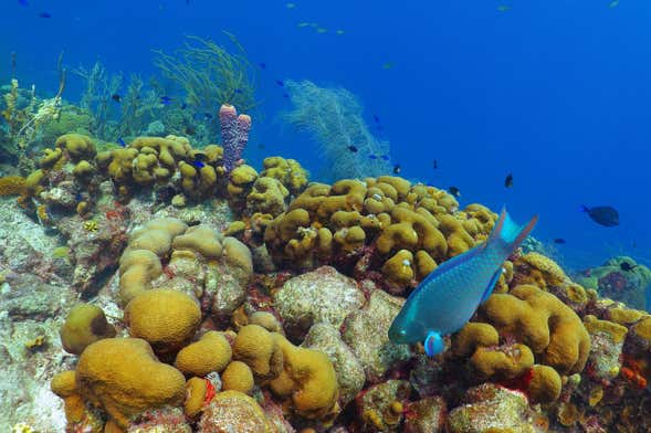 Snorkel na praia El Escambrón